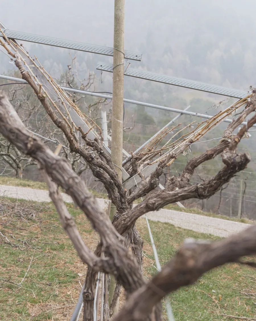 Artisti tra i vigneti: la residency dei Vignaioli del Trentino — 3